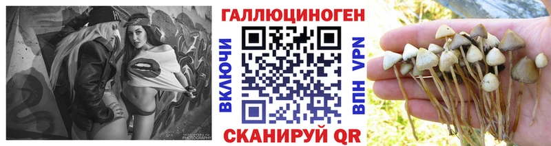 как найти   Краснообск  Галлюциногенные грибы Psilocybine cubensis 